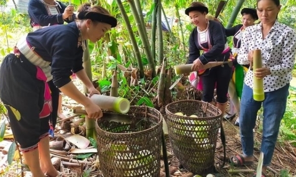 Communes changed spectacularly thanks to Bat Do bamboo shoots